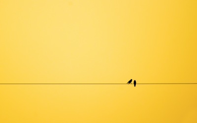 953970-minimalism-birds
